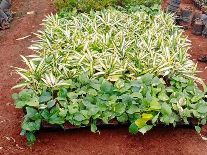 Manicured Grass Lawn Project 2